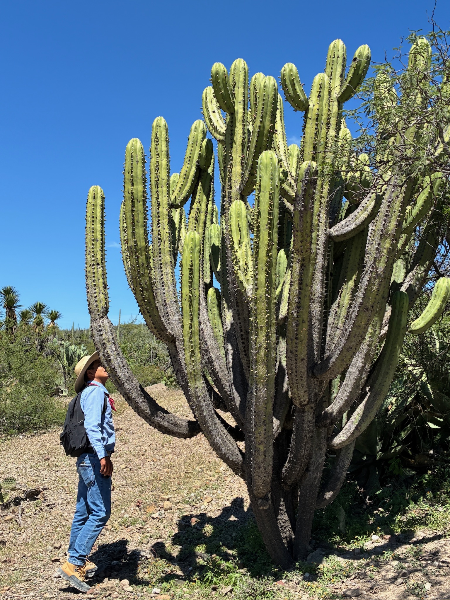 Columnal Cacti